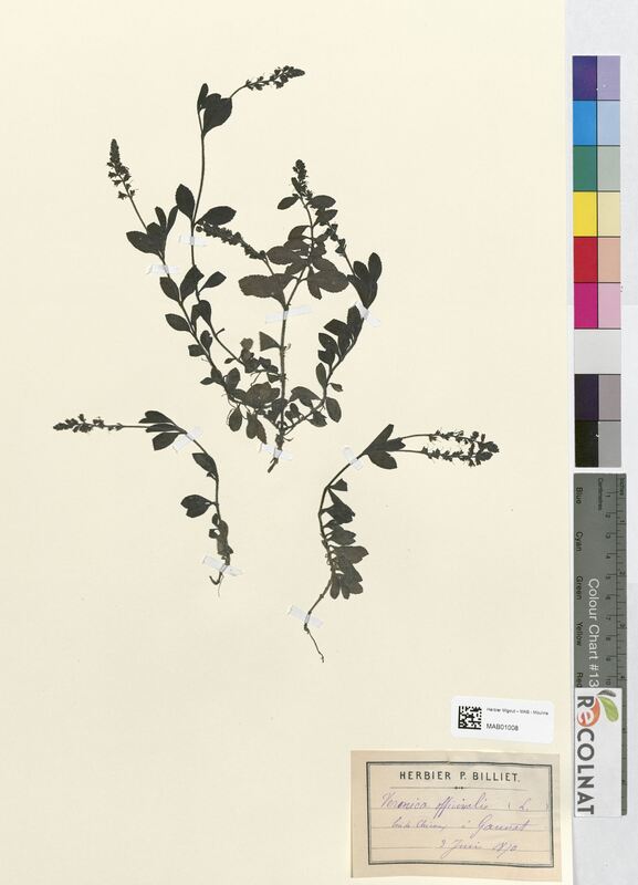 Veronica officinalis (Scrophulariaceae)