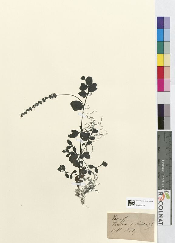 Veronica officinalis (Scrophulariaceae)