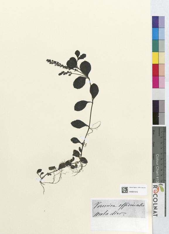 Veronica officinalis (Scrophulariaceae)