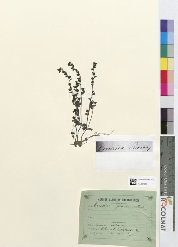 Veronica praecox (Scrophulariaceae)