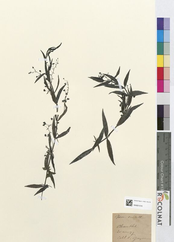 Veronica scutellata (Scrophulariaceae)
