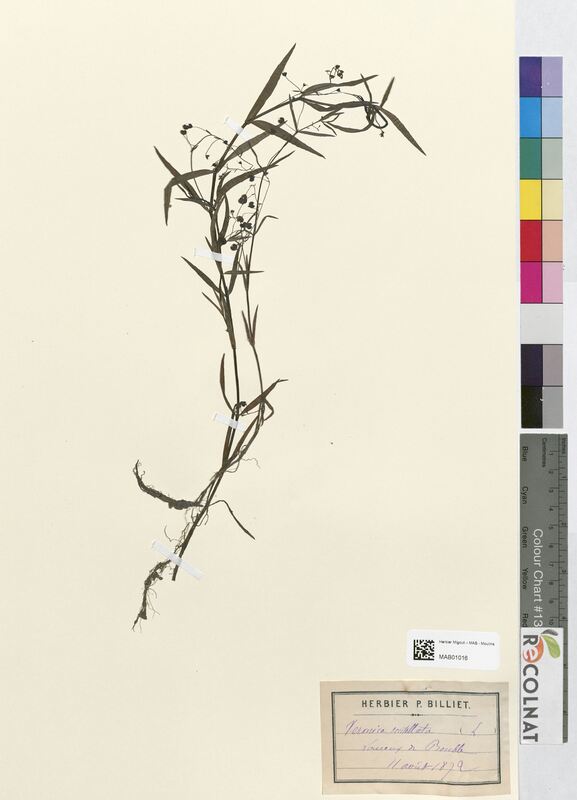Veronica scutellata (Scrophulariaceae)