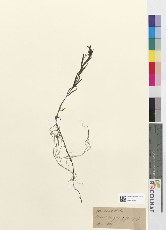 Veronica scutellata (Scrophulariaceae)