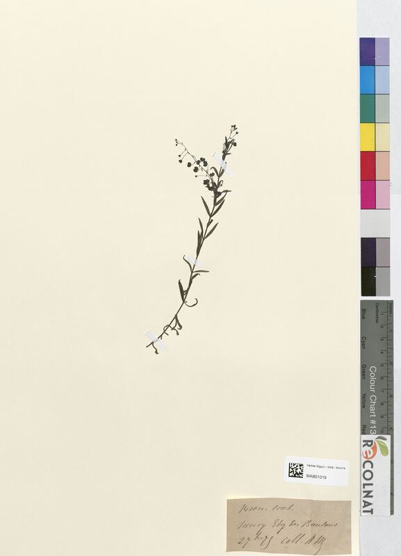 Veronica scutellata (Scrophulariaceae)