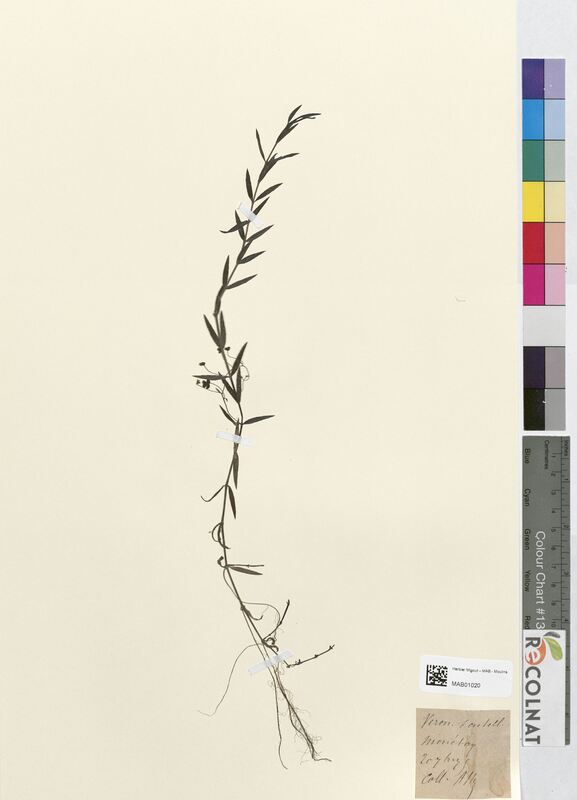 Veronica scutellata (Scrophulariaceae)