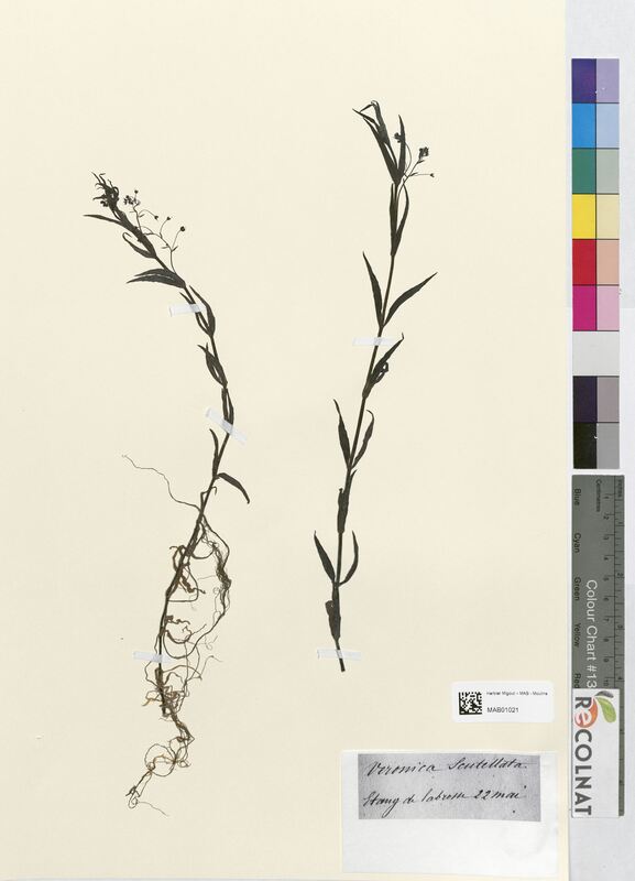Veronica scutellata (Scrophulariaceae)