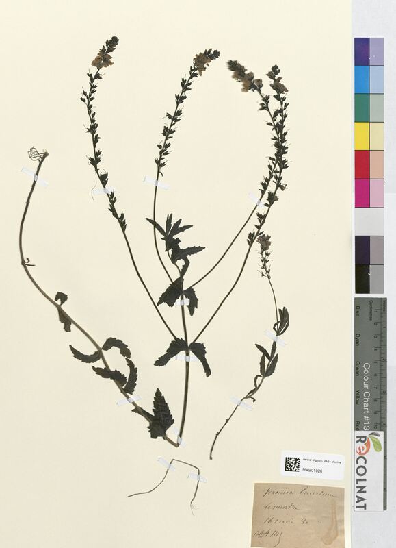 Veronica teucrium (Scrophulariaceae)