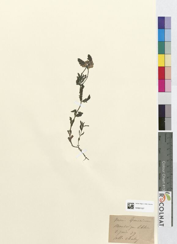 Veronica teucrium (Scrophulariaceae)