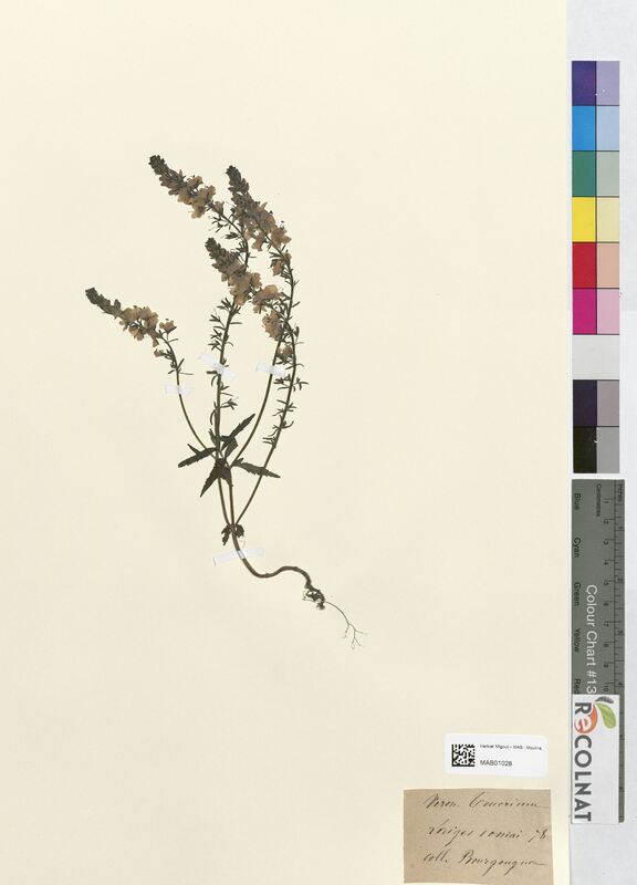 Veronica teucrium (Scrophulariaceae)