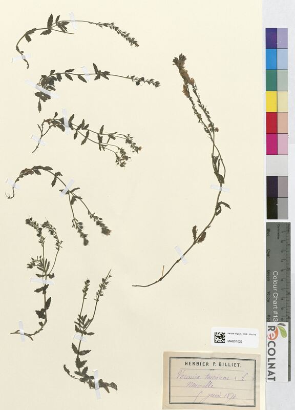 Veronica teucrium (Scrophulariaceae)