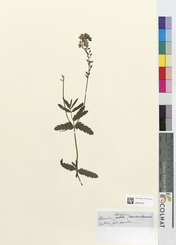 Veronica teucrium (Scrophulariaceae)