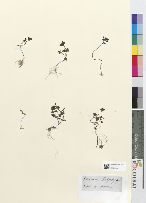 Veronica triphyllos (Scrophulariaceae)