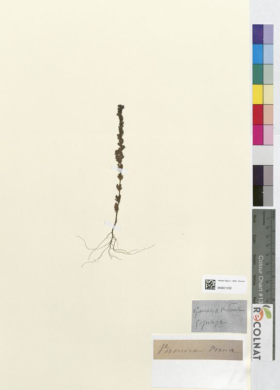 Veronica verna (Scrophulariaceae)