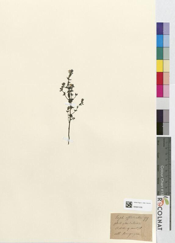 Euphrasia officinalis (Scrophulariaceae)