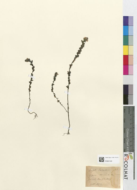 Euphrasia triceterum (Scrophulariaceae)