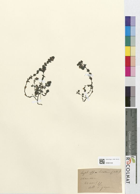 Euphrasia officinalis (Scrophulariaceae)