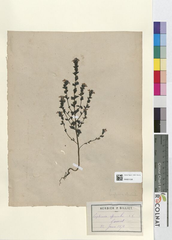 Euphrasia officinalis (Scrophulariaceae)