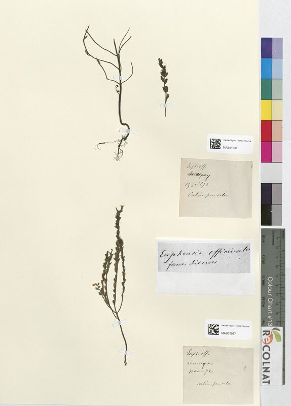 Euphrasia officinalis (Scrophulariaceae)