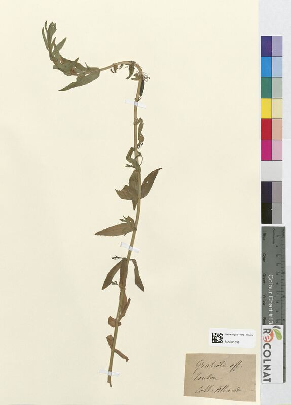 Gratiola officinalis (Scrophulariaceae)