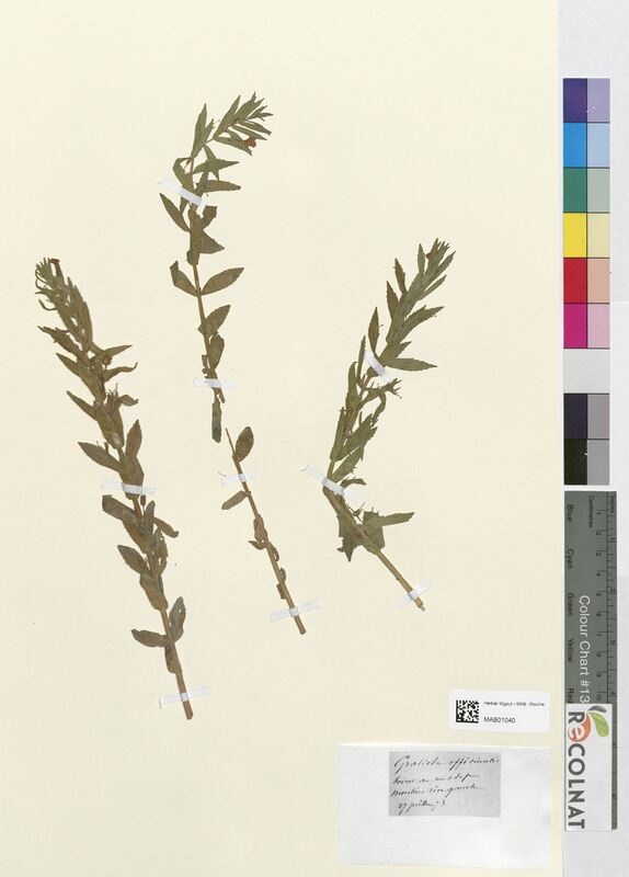 Gratiola officinalis (Scrophulariaceae)