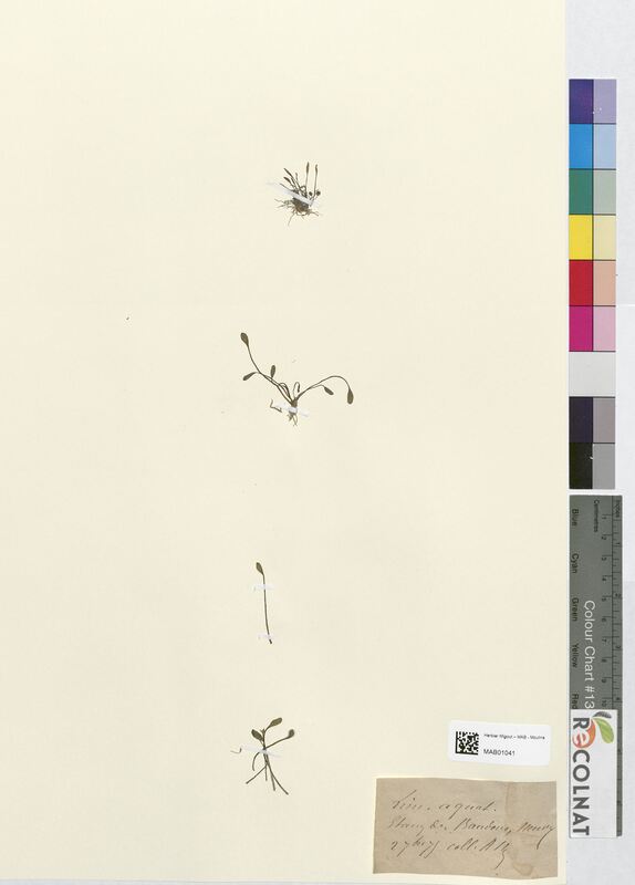 Limosella aquatica (Scrophulariaceae)