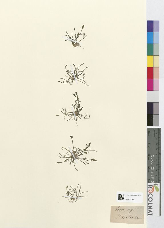 Limosella aquatica (Scrophulariaceae)