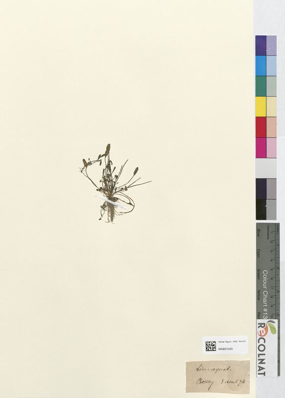 Limosella aquatica (Scrophulariaceae)