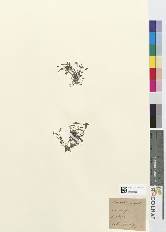 Limosella aquatica (Scrophulariaceae)