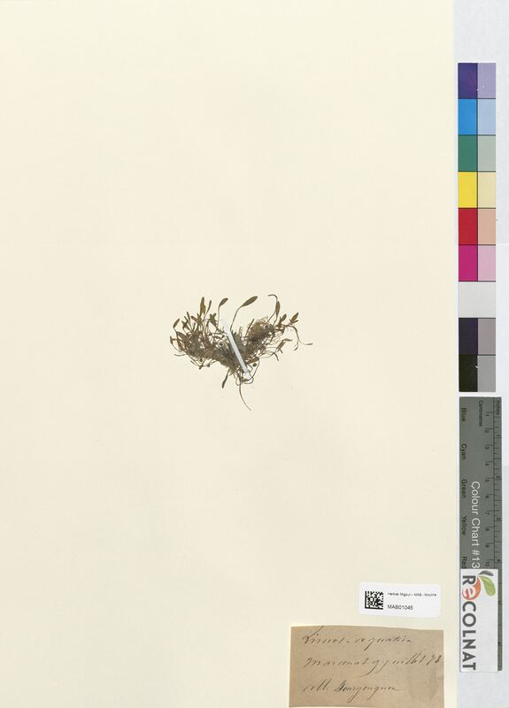 Limosella aquatica (Scrophulariaceae)