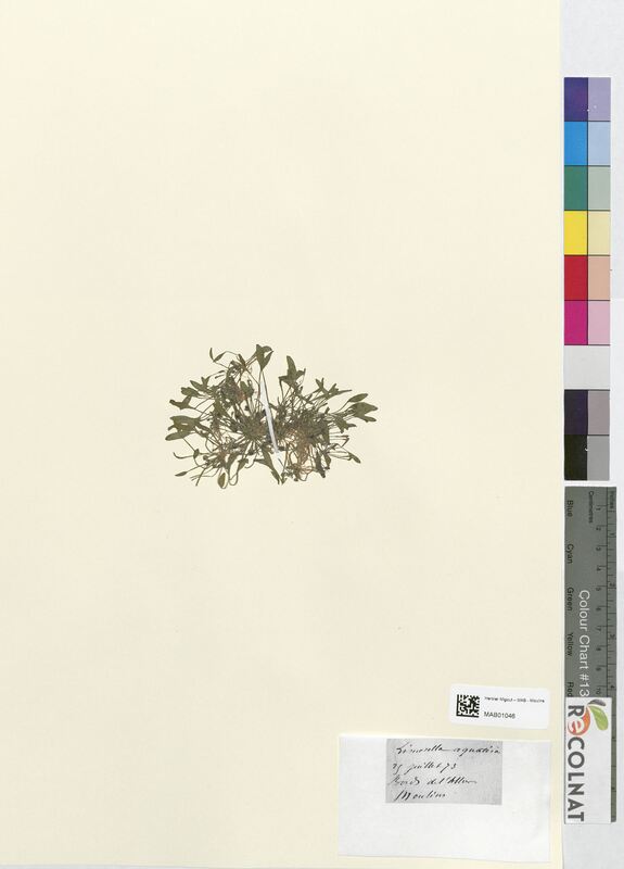 Limosella aquatica (Scrophulariaceae)