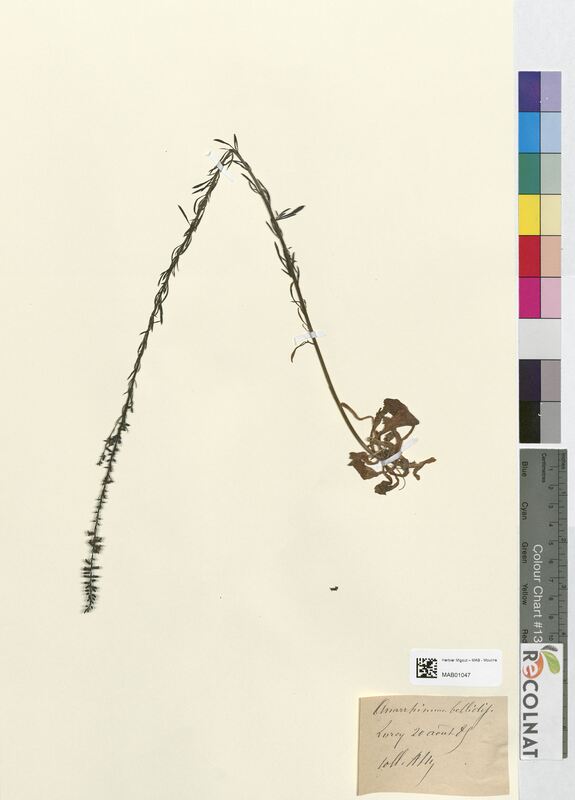 Anarrhinum bellidifolium (Scrophulariaceae)