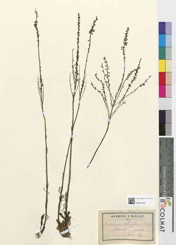 Anarrhinum bellidifolium (Scrophulariaceae)