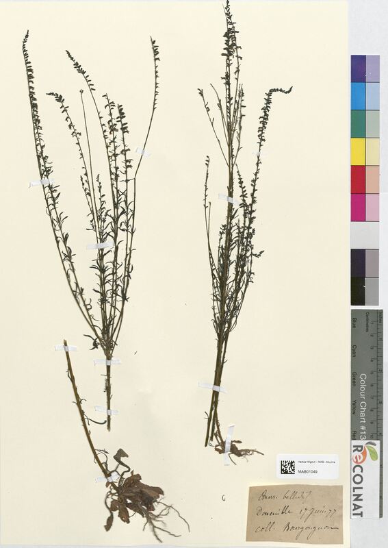 Anarrhinum bellidifolium (Scrophulariaceae)