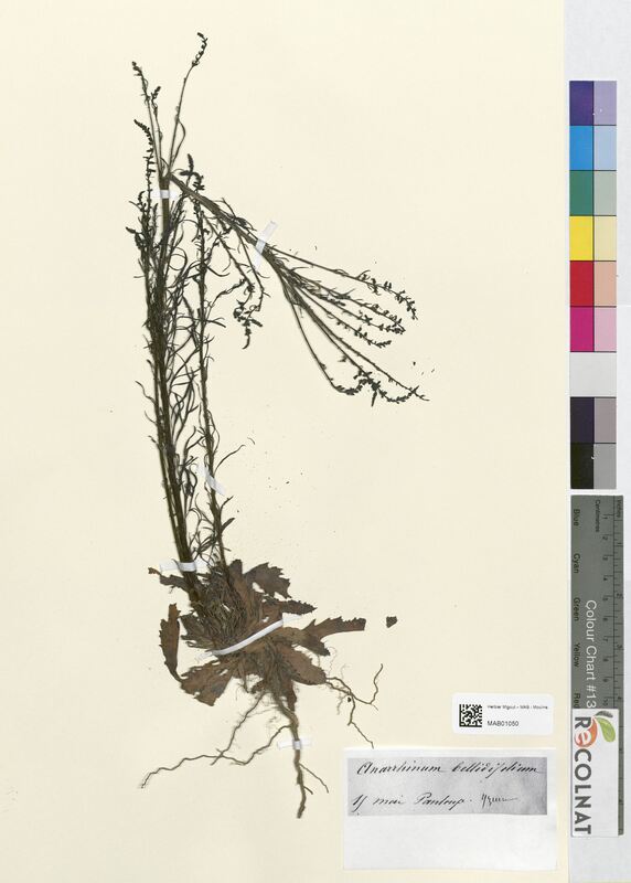 Anarrhinum bellidifolium (Scrophulariaceae)