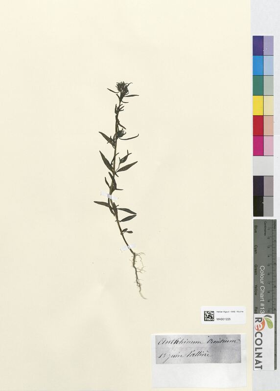 Anarrhinum orontium (Scrophulariaceae)