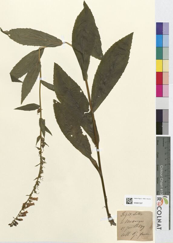 Digitalis lutea (Scrophulariaceae)