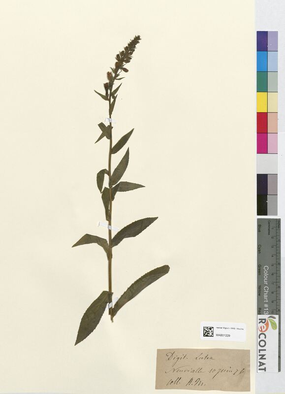 Digitalis lutea (Scrophulariaceae)