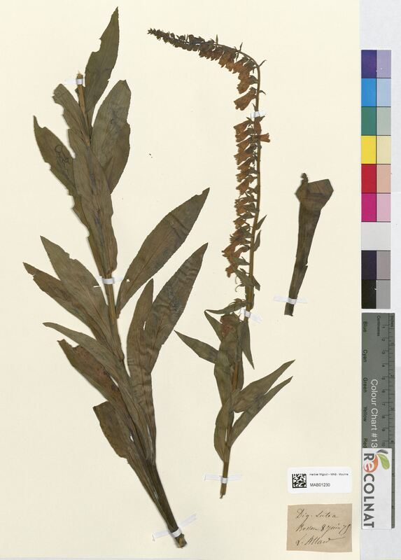 Digitalis lutea (Scrophulariaceae)