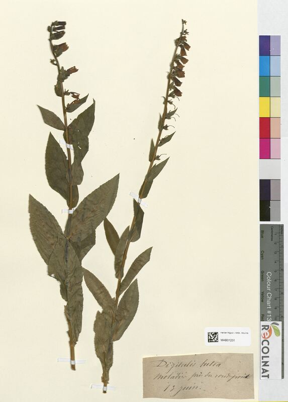 Digitalis lutea (Scrophulariaceae)