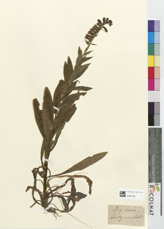 Digitalis lutea (Scrophulariaceae)