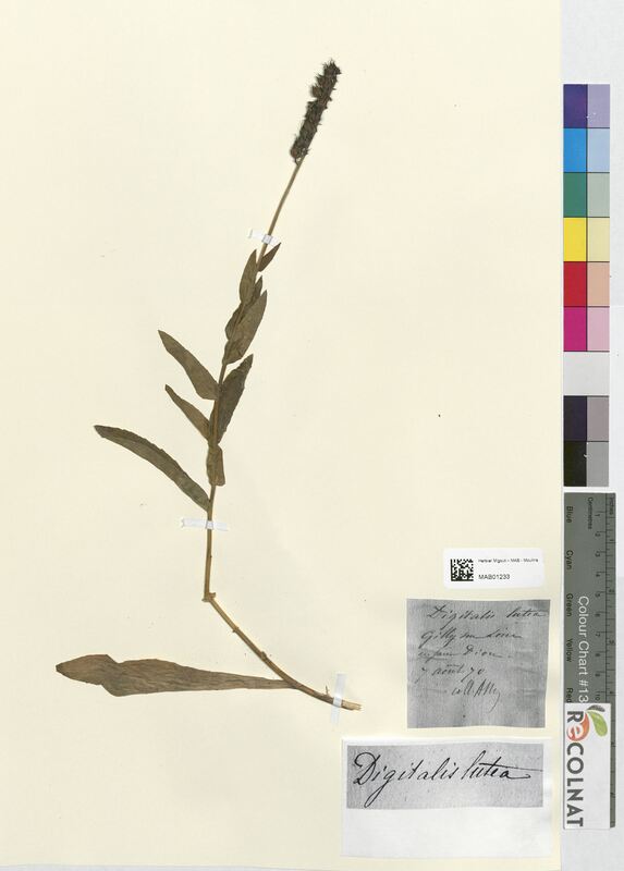 Digitalis lutea (Scrophulariaceae)