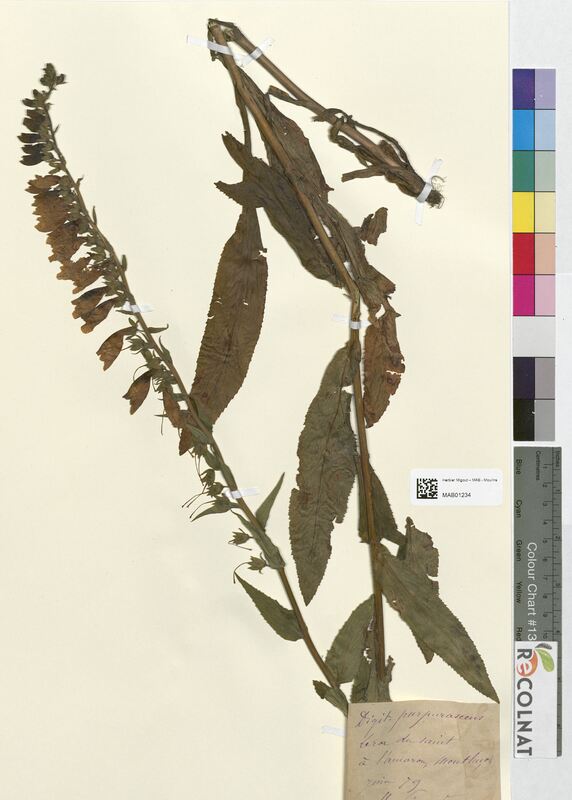 Digitalis purpucrascens (Scrophulariaceae)