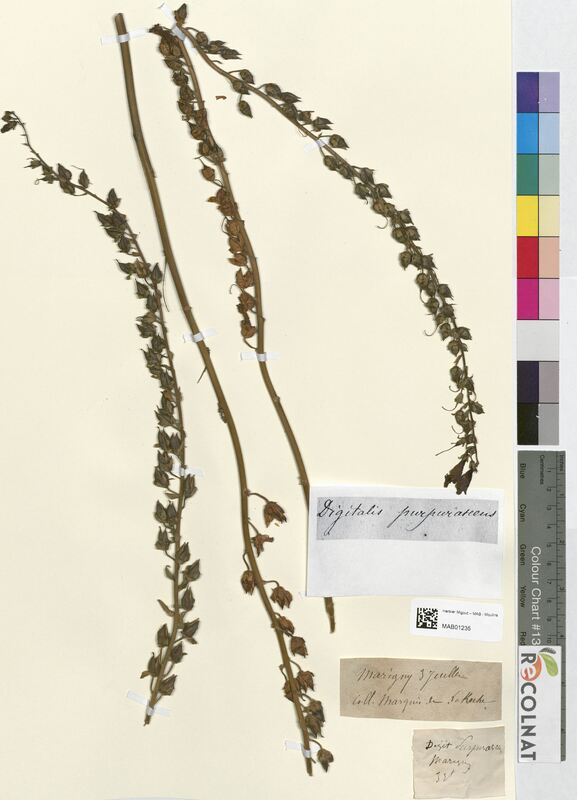 Digitalis purpucrascens (Scrophulariaceae)