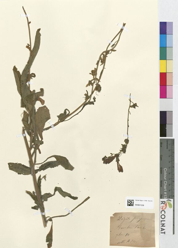 Digitalis purpurea (Scrophulariaceae)