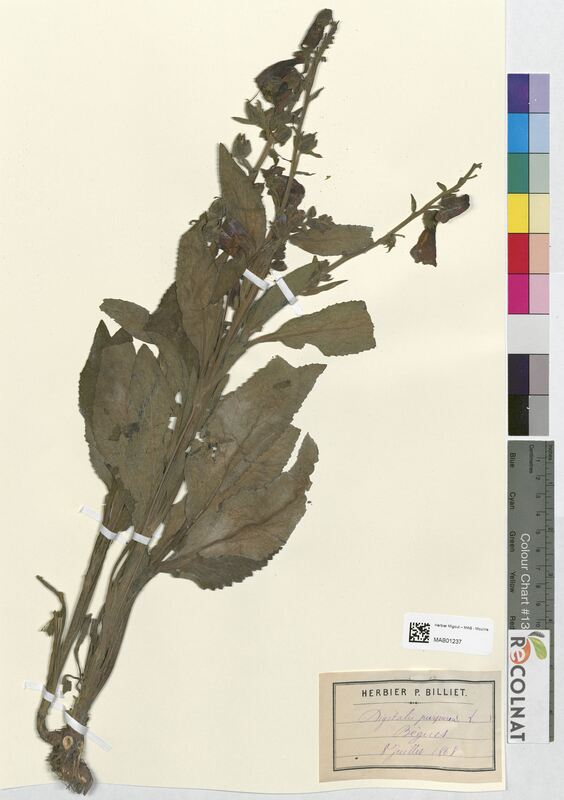 Digitalis purpurea (Scrophulariaceae)