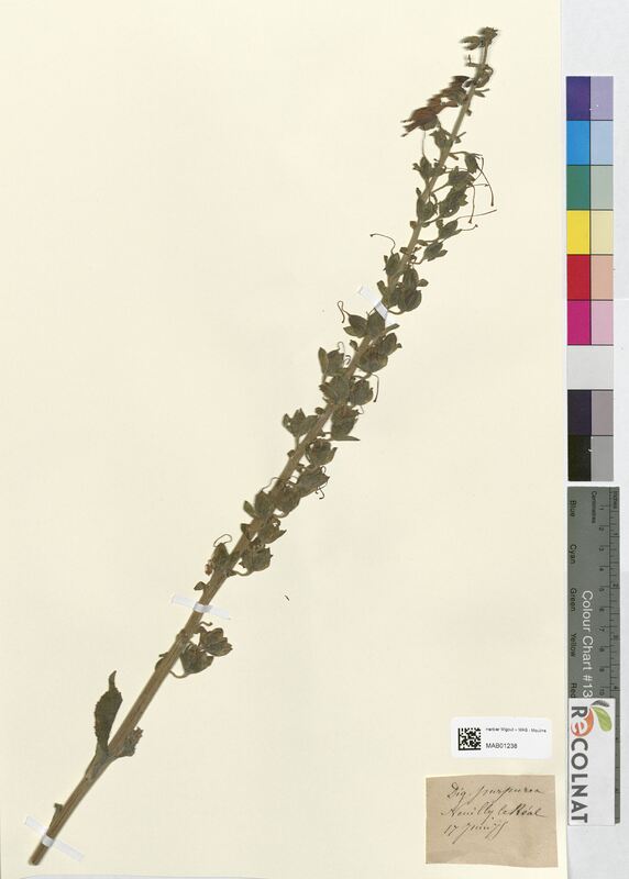 Digitalis purpurea (Scrophulariaceae)