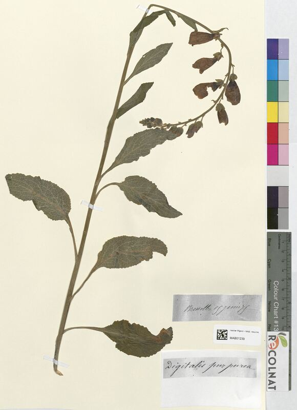 Digitalis purpurea (Scrophulariaceae)