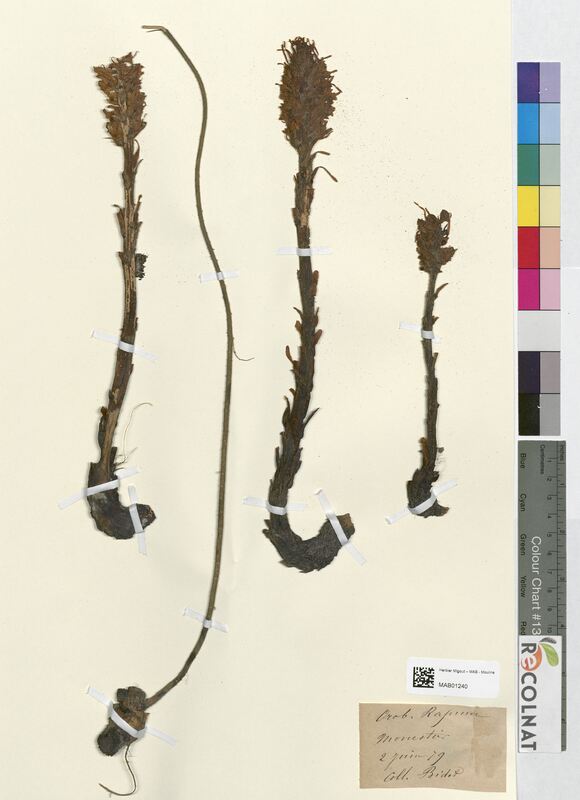 Orobanche rapum-genistae (Orobanchaceae)