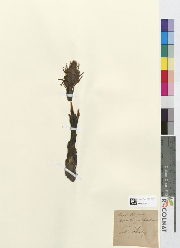 Orobanche rapum-genistae (Orobanchaceae)