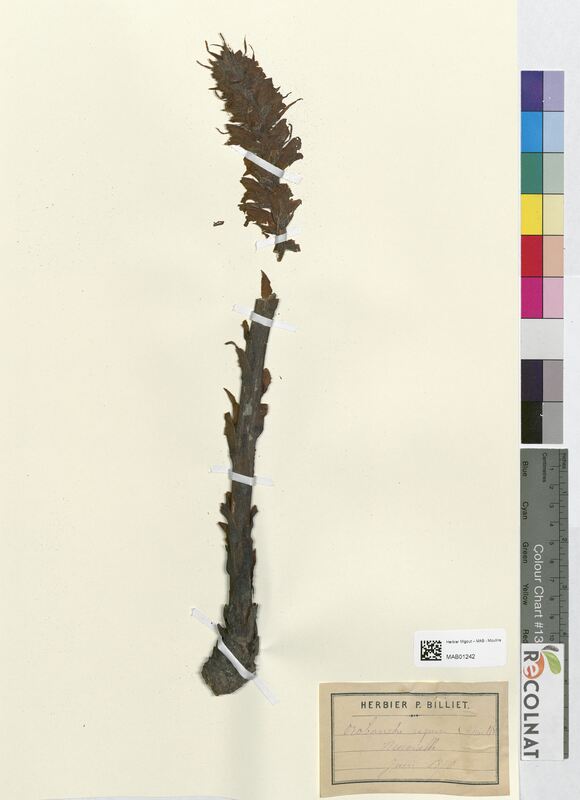 Orobanche rapum-genistae (Orobanchaceae)